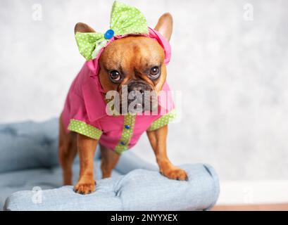 Roter französischer Bulldog mit pinkfarbenem und grünem Hemd und passender Schleife, der auf einem blauen Sofa steht und süß aussieht. Stockfoto