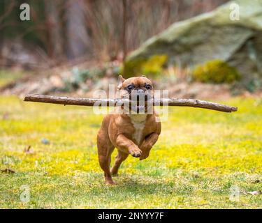 Roter französischer Bulldogge, der auf Gras läuft, mit langem Stock am Mund. Stockfoto