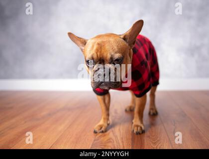 Roter, schwarz maskierter französischer Bulldogge, der auf braunem Hartholzboden steht und einen roten, büffelartigen, karierten Pyjama trägt. Stockfoto