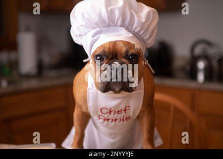 Rote französische Bulldogge mit weißer Backmütze und Schürzengesicht. Stockfoto