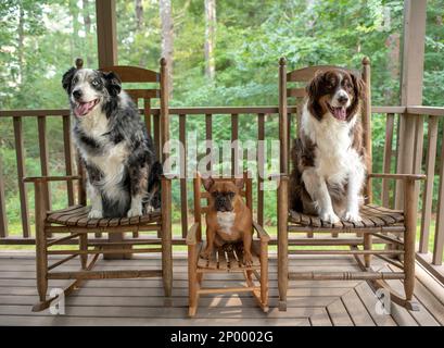 Zwei australische Hirten und eine französische Bulldogge, die auf Schaukelstühlen auf der Terrasse mit grünen Bäumen im Hintergrund sitzen. Stockfoto