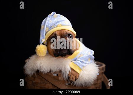 Porträt mit roter Feenschwarzmaske, französischer Bulldogge mit hellblauem und gelbem Pyjama und Schlafmütze im Korb. Stockfoto