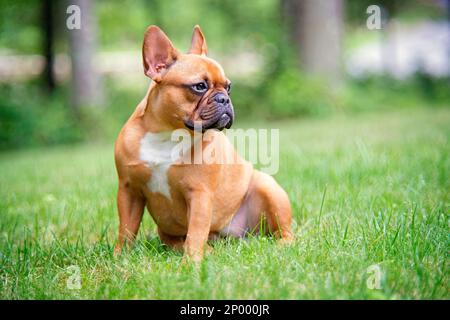 Rotes Feen mit schwarzer Maske, französische Bulldogge, die auf dem Gras sitzt und von der Kamera wegschaut. Stockfoto