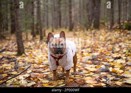 Rote französische Bulldogge mit Kapuze, die durch die Wälder von Nord-maine mit heruntergefallenen Blättern spaziert. Stockfoto