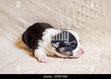 Das Neugeborene schwarz-weiße Welsh Corgi Hündchen schläft auf der Bettenschließung Stockfoto