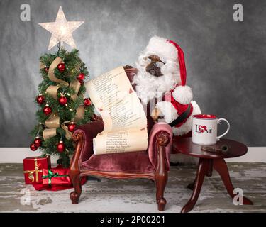 Französische Bulldogge im weihnachtsmann-Anzug mit langer Namensliste neben einem kleinen Weihnachtsbaum, Samtsessel, Tisch mit Becher. Stockfoto