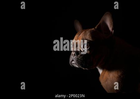 Rotkehlchen-porträt mit französischem Bulldoggen. Stockfoto