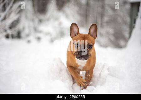 Rote französische Bulldogge, die im Schnee rennt. Stockfoto