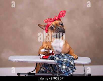 Rote französische Bulldogge trägt eine rote, gepunktete Haarschleife, während sie ein blaues, kariertes Flanellhemd auf einem Irinoninbrett bügelt. Stockfoto