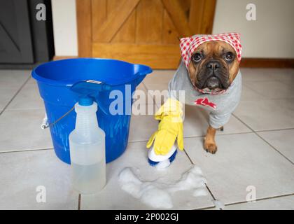 Rote französische Bulldogge trägt ein rot-weiß kariertes KerChief und ein rotes sox Sweatshirt, während sie den Boden mit gelbem Gummihandschuh und Bürste schrubbt. Stockfoto