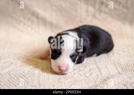 Das Neugeborene schwarz-weiße Welsh Corgi Hündchen schläft nach der Nahaufnahme im Bett Stockfoto