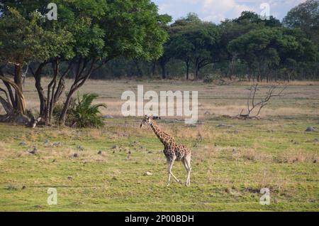 Eine ausgewachsene Giraffe in einem Naturschutzgebiet in Simbabwe Stockfoto