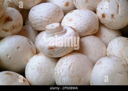 Nahaufnahme eines Stapels weißer Pilze (Agaricus bisporus) zum Verkauf an einem Marktstand. Stockfoto