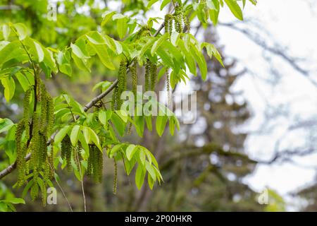 Der Zweig der Mandschurischen Nussbaumblüte Juglans mandshurica mit Katzenstaminblüten. Natürlicher grüner Frühlingshintergrund Stockfoto