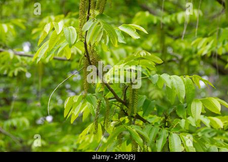 Der Zweig der Mandschurischen Nussbaumblüte Juglans mandshurica mit Katzenstaminblüten. Natürlicher grüner Frühlingshintergrund Stockfoto