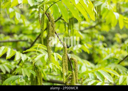 Der Zweig der Mandschurischen Nussbaumblüte Juglans mandshurica mit Katzenstaminblüten. Natürlicher grüner Frühlingshintergrund Stockfoto