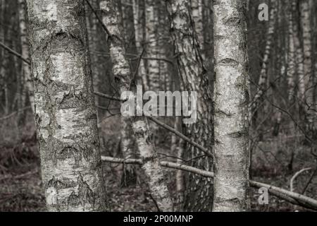 Birkenstämme in einem chaotischen Holz Stockfoto