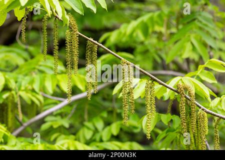 Der Zweig der Mandschurischen Nussbaumblüte Juglans mandshurica mit Katzenstaminblüten. Natürlicher grüner Frühlingshintergrund Stockfoto