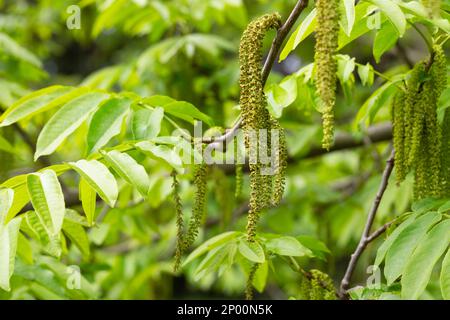 Der Zweig der Mandschurischen Nussbaumblüte Juglans mandshurica mit Katzenstaminblüten. Natürlicher grüner Frühlingshintergrund Stockfoto