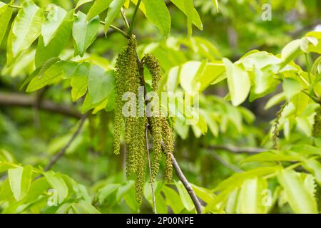 Der Zweig der Mandschurischen Nussbaumblüte Juglans mandshurica mit Katzenstaminblüten. Natürlicher grüner Frühlingshintergrund Stockfoto