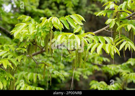 Der Zweig der Mandschurischen Nussbaumblüte Juglans mandshurica mit Katzenstaminblüten. Natürlicher grüner Frühlingshintergrund Stockfoto