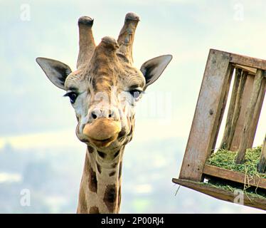 Edinburgh, Schottland, Vereinigtes Königreich 2. März 2023. UK Weather: Eine Giraffe, die vor der Kamera lächelt. Der zweite Frühlingstag sah Regen, als der Zoo und seine Tiere das Beste daraus machten. Credit Gerard Ferry/Alamy Live News Stockfoto