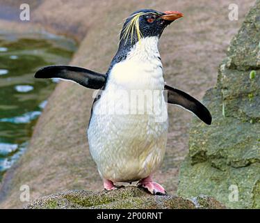 Edinburgh, Schottland, Vereinigtes Königreich 2. März 2023. UK Weather: rockhopper Penguins singen im Regen. Der zweite Frühlingstag sah Regen, als der Zoo und seine Tiere das Beste daraus machten. Credit Gerard Ferry/Alamy Live News Stockfoto