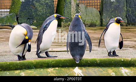 Edinburgh, Schottland, Vereinigtes Königreich 2. März 2023. UK Weather:King Penguins singen im Regen. Der zweite Frühlingstag sah Regen, als der Zoo und seine Tiere das Beste daraus machten. Credit Gerard Ferry/Alamy Live News Stockfoto