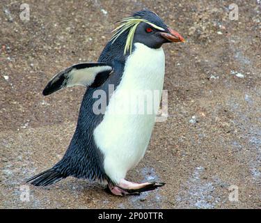 Edinburgh, Schottland, Vereinigtes Königreich 2. März 2023. UK Weather: rockhopper Penguins singen im Regen. Der zweite Frühlingstag sah Regen, als der Zoo und seine Tiere das Beste daraus machten. Credit Gerard Ferry/Alamy Live News Stockfoto