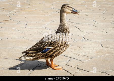 Weibliche Stockente steht auf einem Steindeck. Stockfoto