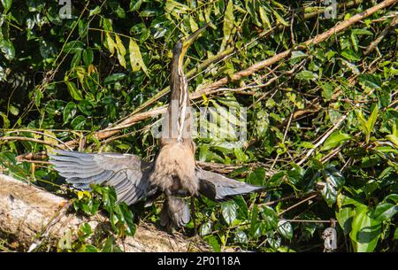 Tigerreiher trocknet seine Flügel in der Sonne aus Stockfoto