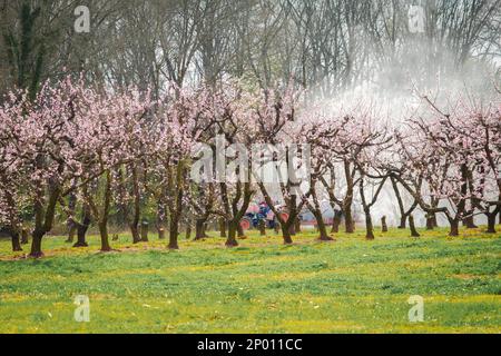 Traktor, der im Frühjahr einen Pfirsichbaumgarten mit Chemikalien besprüht. Stockfoto