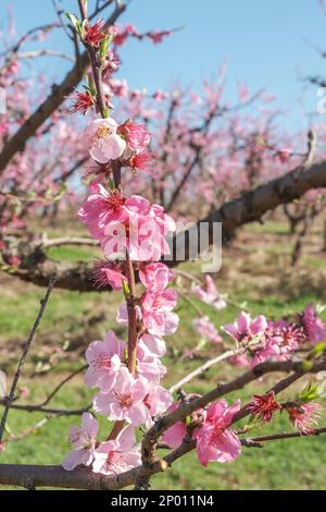 Pfirsichbaum-Obstgarten blüht im Frühling, selektives Fokusbild. Stockfoto