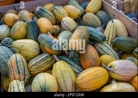 Viele verschiedene farbige Zierrippen, die in einer Holzkiste auf einem Bauernhof liegen und während der Erntesaison im oktober verkauft werden können Stockfoto