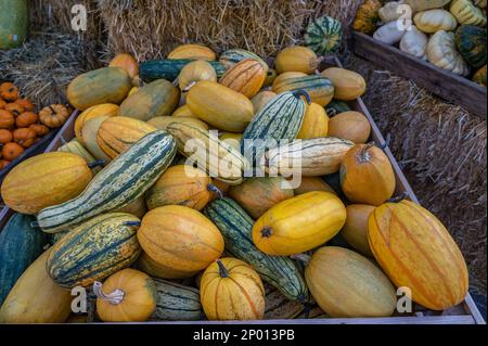 Viele verschiedene farbige Zierrippen, die in einer Holzkiste auf einem Bauernhof liegen und während der Erntesaison im oktober verkauft werden können Stockfoto