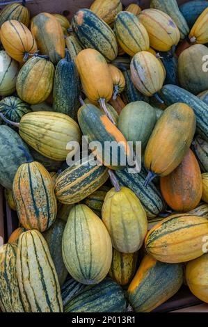 Viele verschiedene farbige Zierrippen, die in einer Holzkiste auf einem Bauernhof liegen und während der Erntesaison im oktober zum Verkauf angeboten werden, großer Blickwinkel, vertikaler Schuss Stockfoto