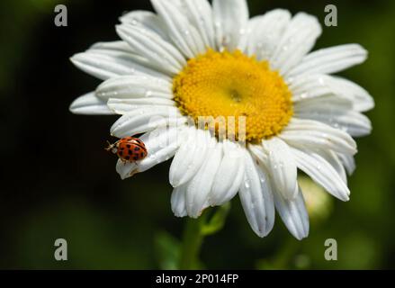 Eine asiatische Lady käfert auf einer Shasta-Gänseblümchen. Stockfoto