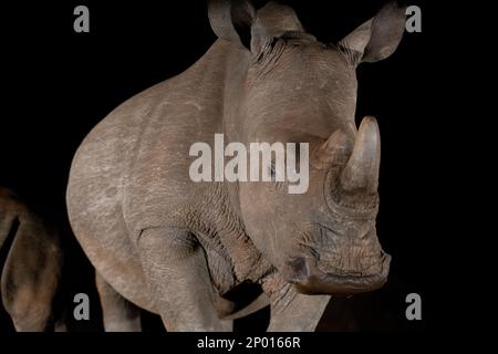 Südliches weißes Nashorn an einem Wasserloch in der Nacht in Südafrika Stockfoto