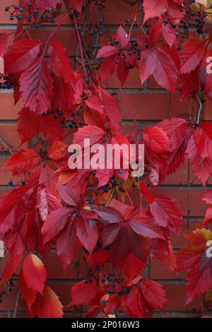 Herbst: Rote und lila Blätter auf Virginia Creeper. Nahaufnahme Stockfoto