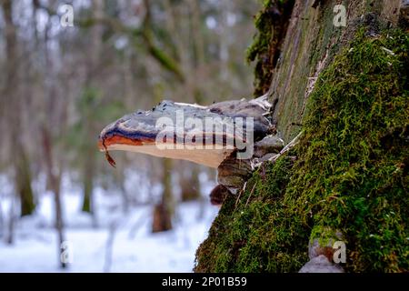 Fomitopsis pinicola, ist ein Stammzerfallpilz, der häufig auf Weichholz- und Laubbäumen aufkommt. Sein Conk (Fruchtkörper) ist als Rotgurtkonk bekannt Stockfoto