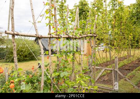 Blüten der Läuferbohnen im Frühsommer Sonnenschein auf der Zuteilung, Großbritannien Stockfoto