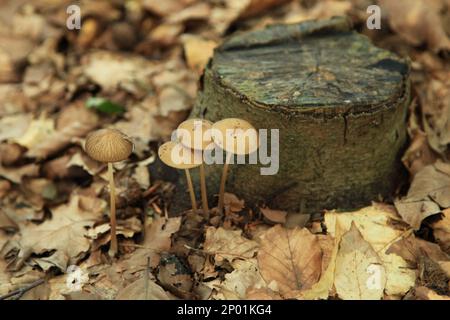 Hymenopellis radicata, gemeinhin als Wurzelpilz oder Wurzelstiel bekannt, ist ein weit verbreitetes Agaricum, das durch seine tief verwurzelten en leicht identifiziert werden kann Stockfoto