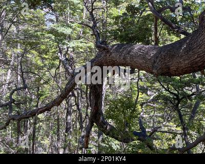 Zweige der Bäume in patagonien argentinien Stockfoto