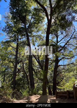 Zweige der Bäume in patagonien argentinien Stockfoto