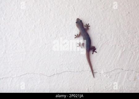 Der Gecko (Hemidactylus frenatus) stammt aus Südostasien. Es ist auch bekannt als pazifischer Hausgecko, asiatischer Hausgecko, Hous Stockfoto