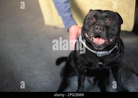 Staffordshire Bull Terrier auf dem Boden, lächelnd neben einem Stuhl. Ein Mann streichelt seine Seite. Stockfoto