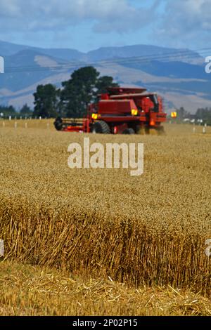 Ein Mähdrescher nimmt die Weizenernte der neuen Saison auf den Canterbury Plains, South Island, Neuseeland, auf Stockfoto