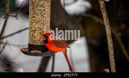 Männlicher Kardinal im Vogelfutter mit Samen Stockfoto