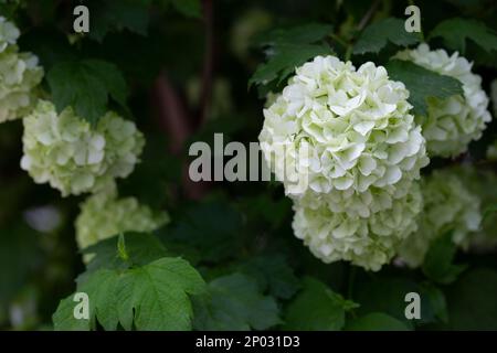 Wunderschöne weiße Kugeln aus blühendem Viburnum opulus roseum auf dunkelgrünem Hintergrund. White Guelder Rose oder Viburnum opulus sterilis, Snowball Bush, Euro Stockfoto