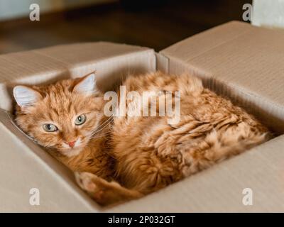 Süße Ingwerkatze in einer Schachtel. Flauschiges Haustier starrt in die Kamera. Der kleine Pelzball schläft überall. Stockfoto